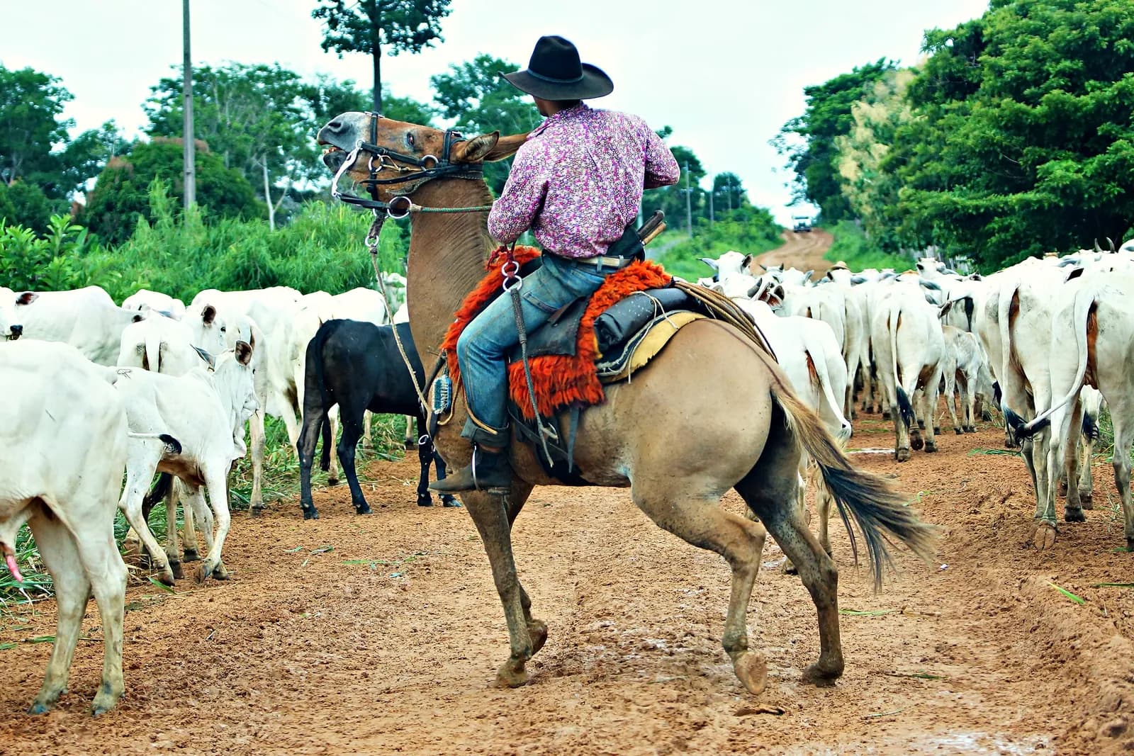 Vaqueiro de camisa estampada e chapéu, visto de costas a cavalo, conduzindo uma boiada de gado branco por uma estrada de terra entre a mata.
