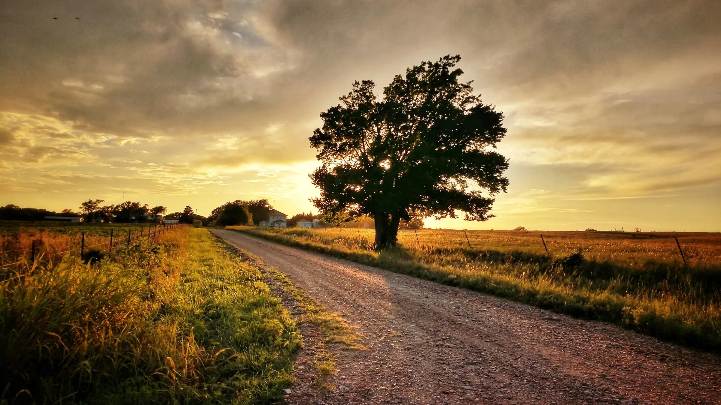 Estrada de terra entre campos dourados, com uma árvore grande e solitária sob o céu do entardecer.